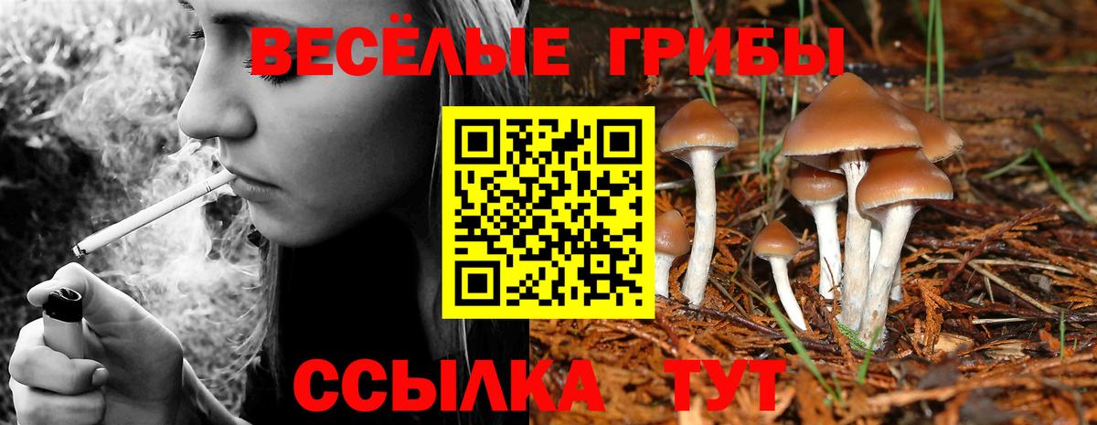 Заволжье  Псилоцибиновые грибы Cubensis  Вход с VPN 